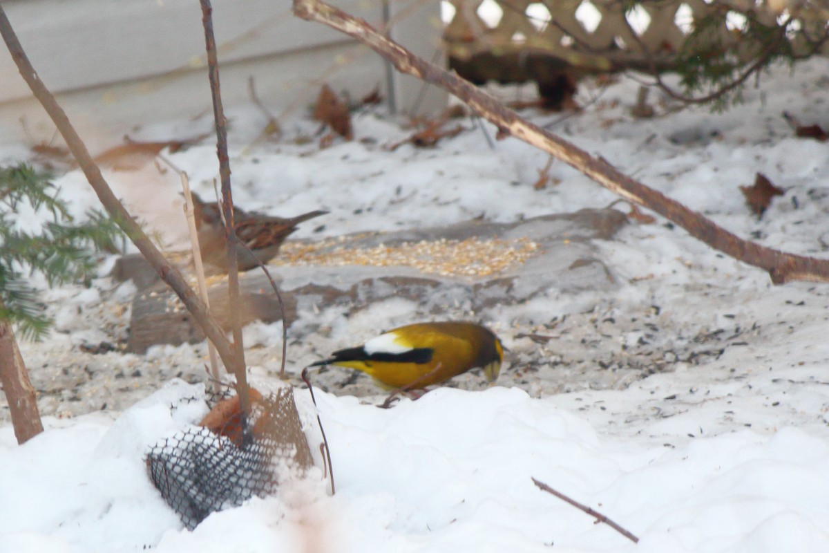 キビタイシメ - ML647857549