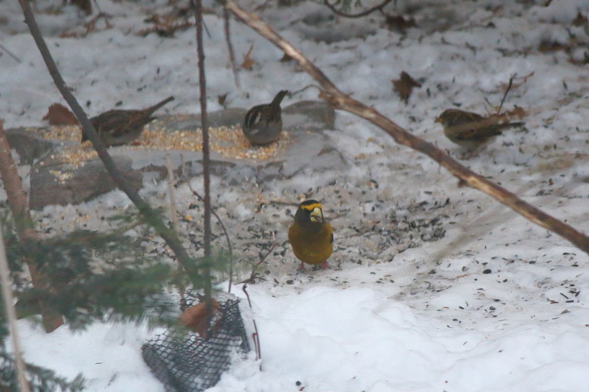 キビタイシメ - ML647857551