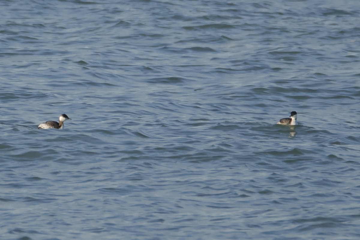 Zampullín Cuellirrojo - ML647857598