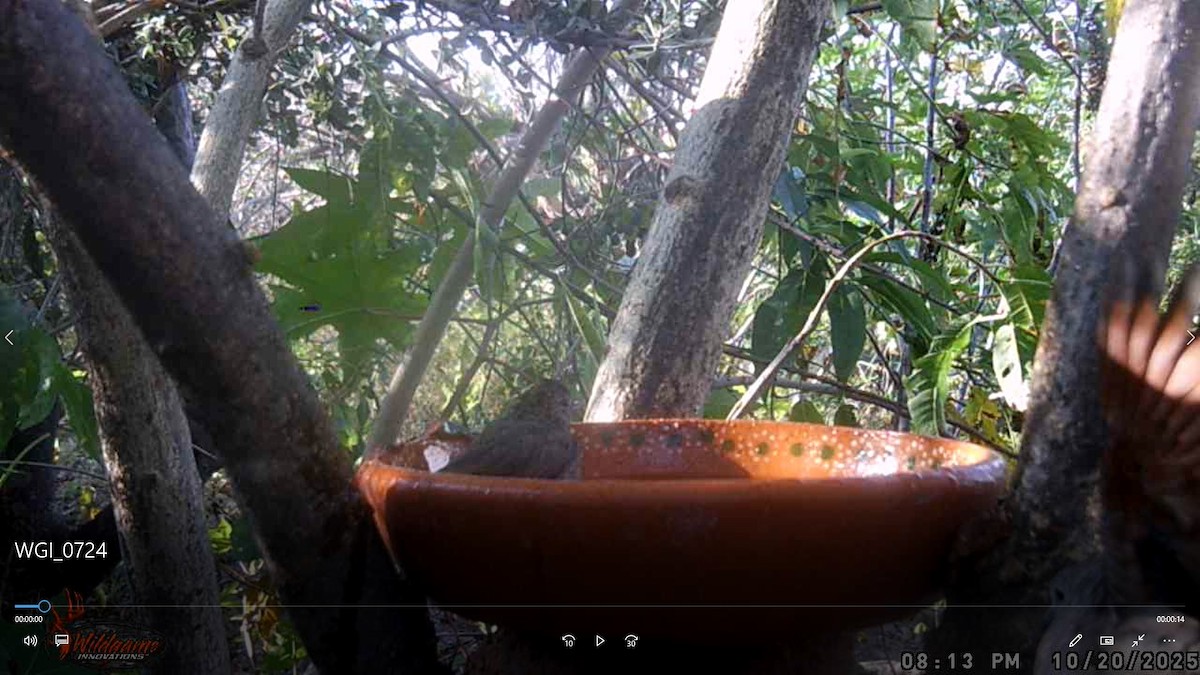 Inca Dove - ML647857613