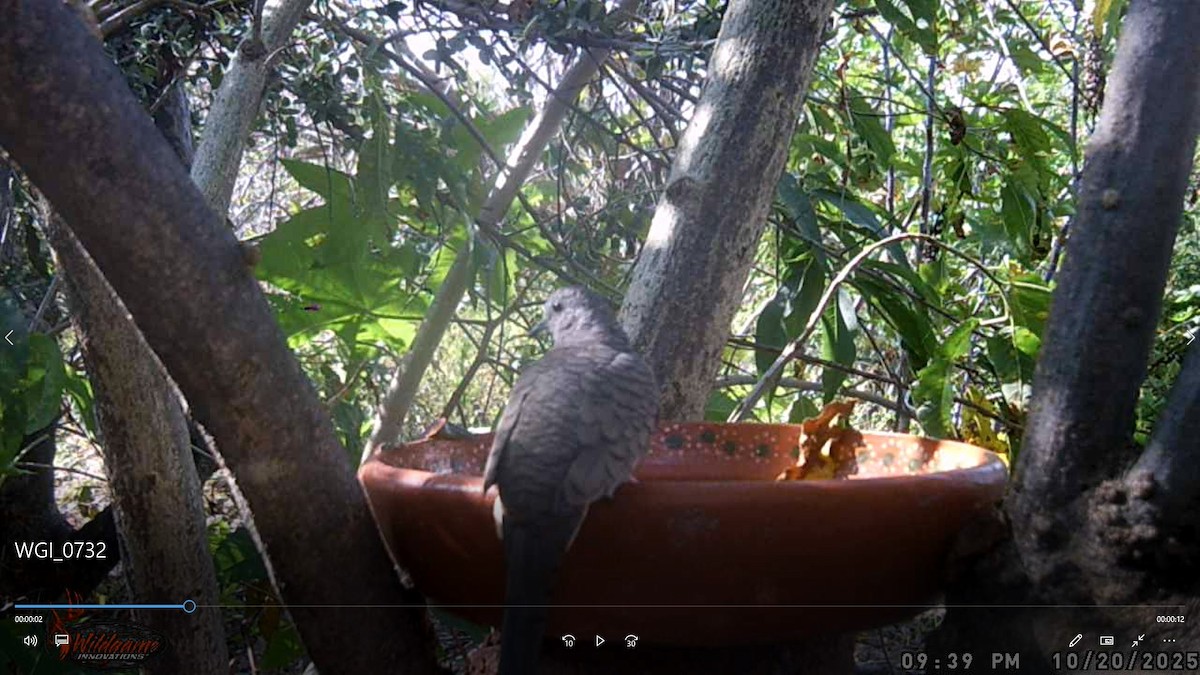 Inca Dove - ML647857614