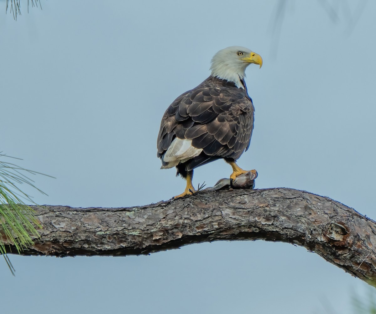 Pigargo Americano - ML647857628