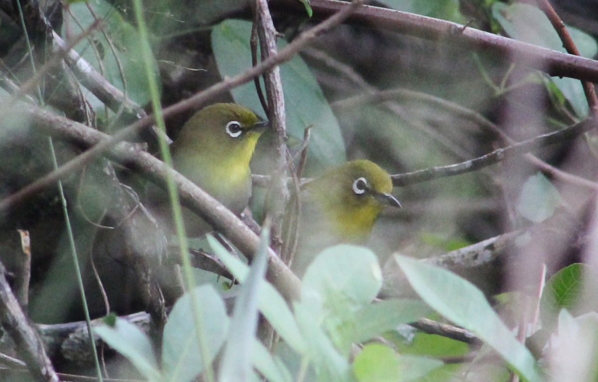 Окулярник японський - ML647857636