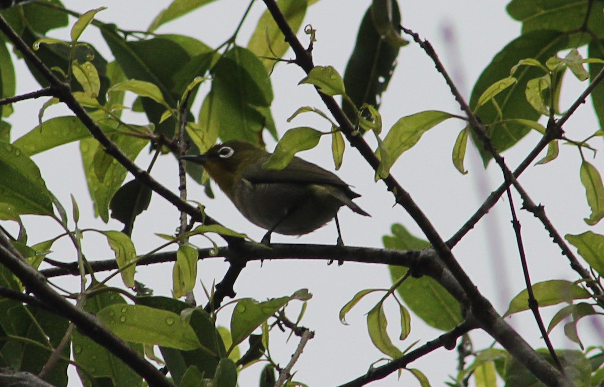 Окулярник японський - ML647857637