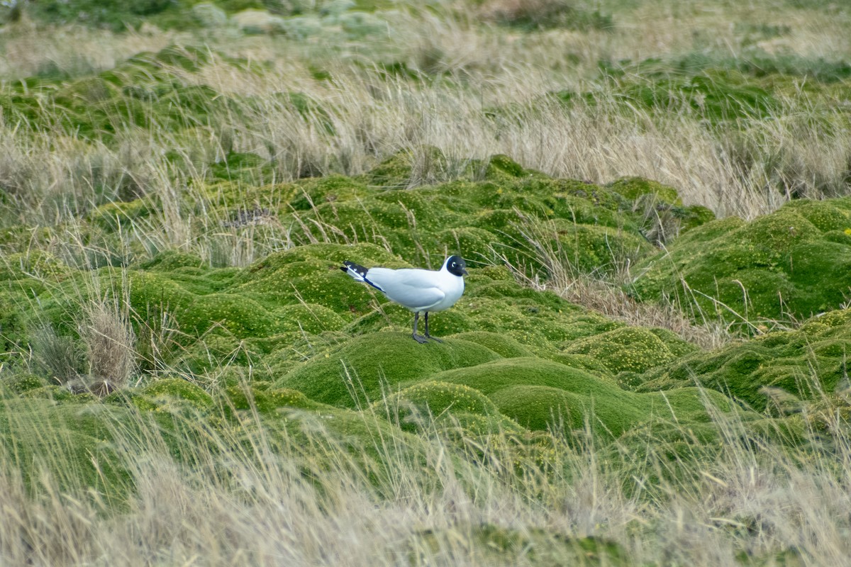 Andean Gull - ML647857639