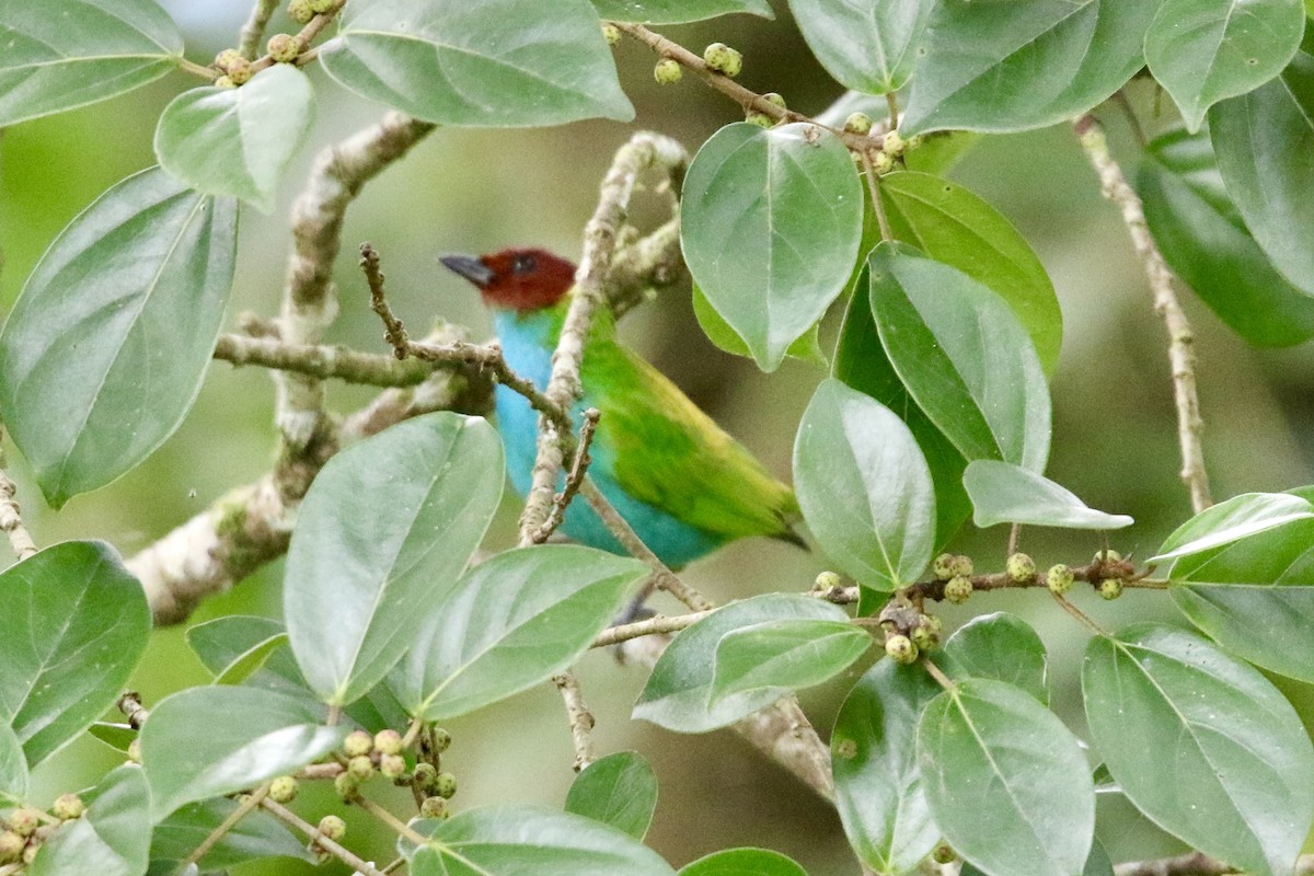 Calliste rouverdin - ML647857658