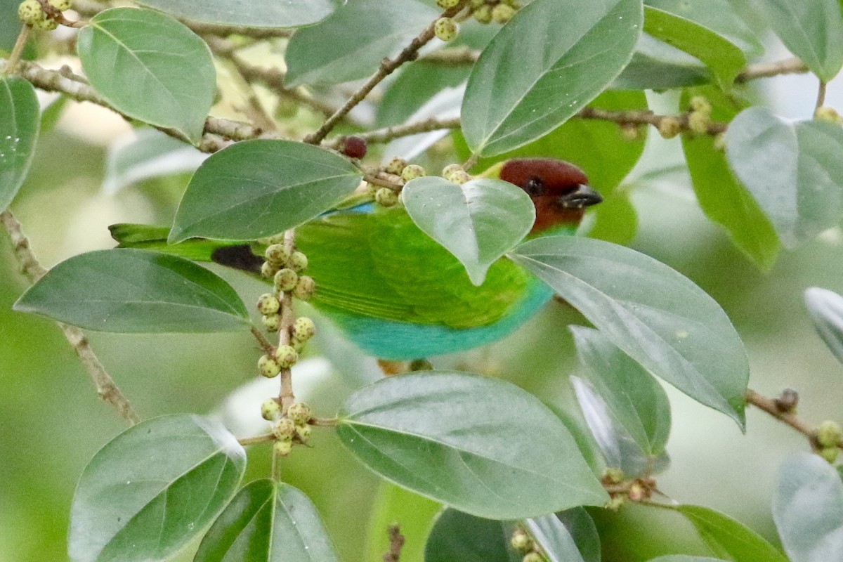 Calliste rouverdin - ML647857659