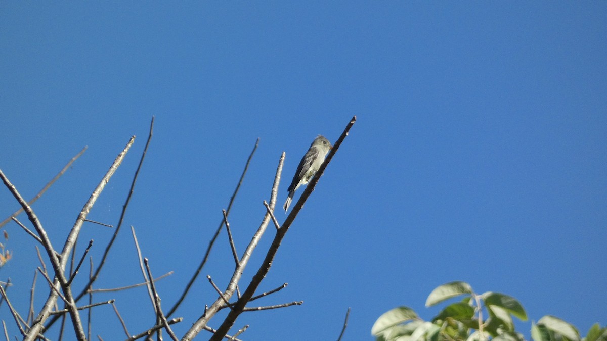 Pibí Tengofrío - ML647857673