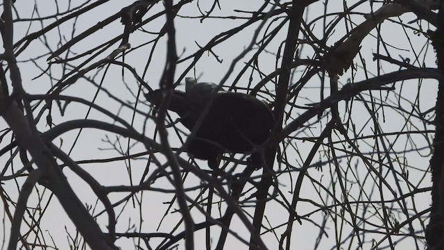 Ворона американська - ML647857690