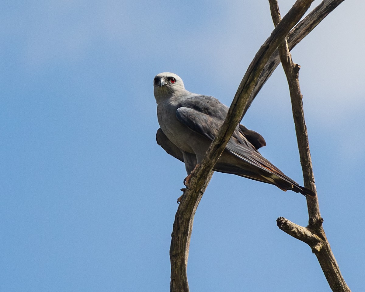 Plumbeous Kite - ML647857704