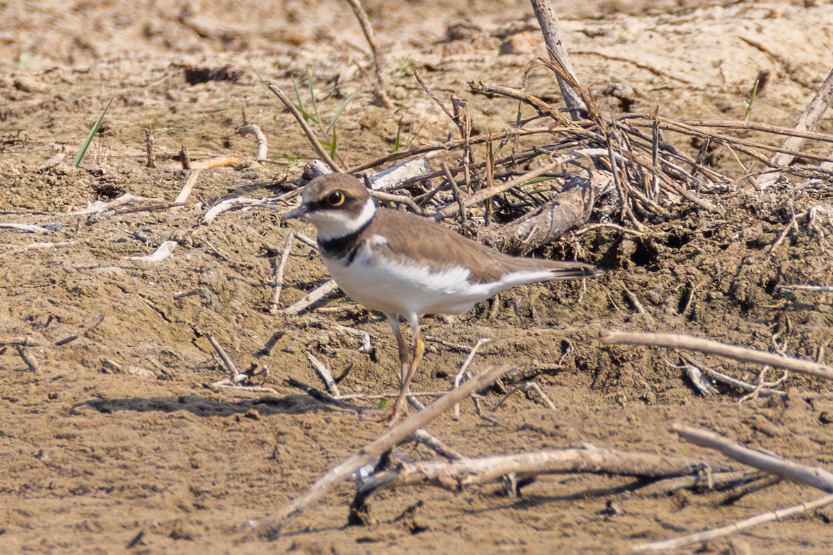 Txirritxo txikia - ML647857705