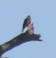 Lewis's Woodpecker - ML647857706