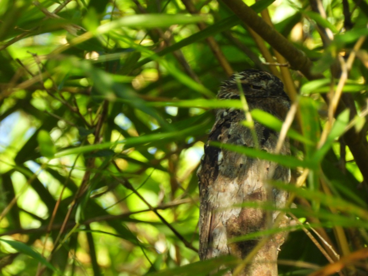 Common Potoo - ML647857707