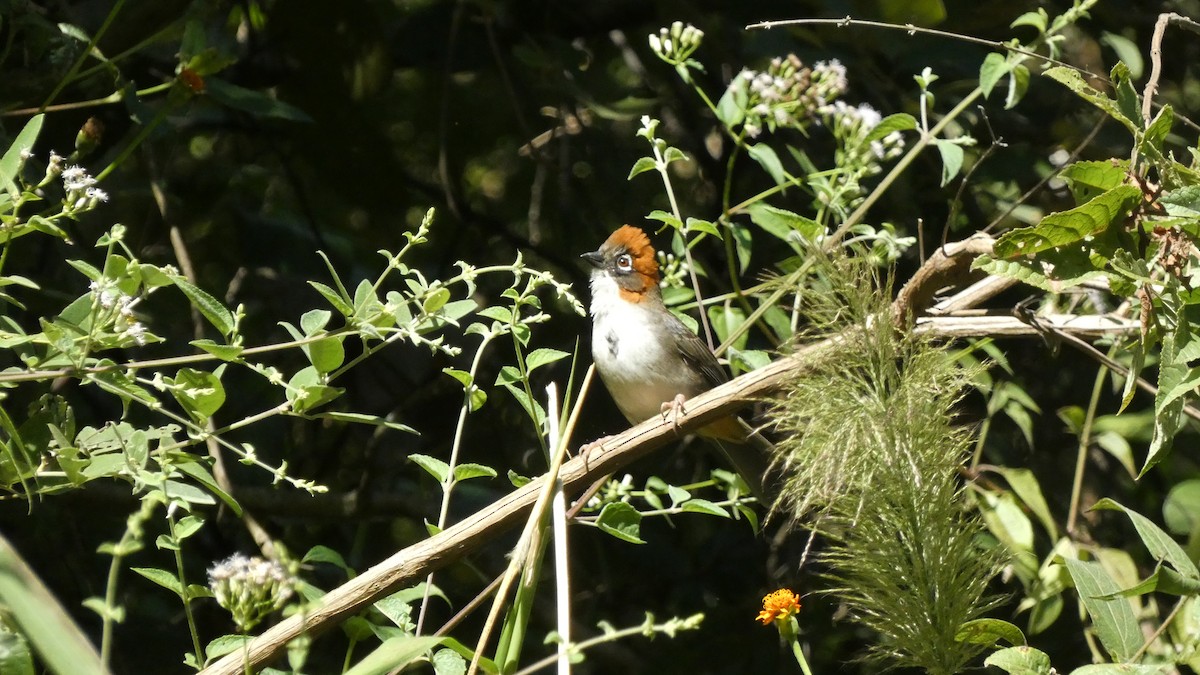 Rusty-crowned Ground-Sparrow - ML647857709