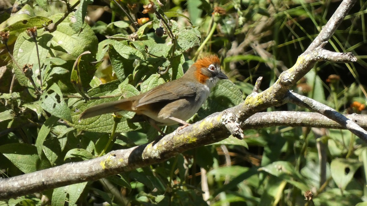 Rusty-crowned Ground-Sparrow - ML647857710