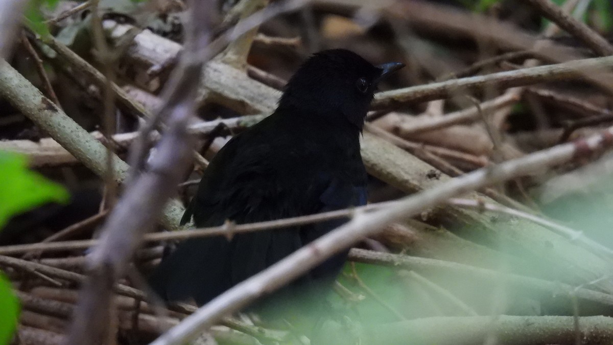 Miaulari beltza - ML647857711