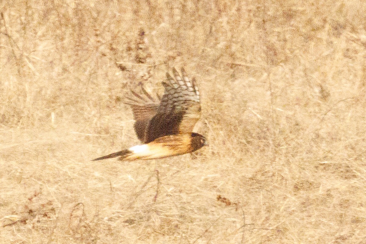 Mirotz zuri iparramerikarra - ML647857712