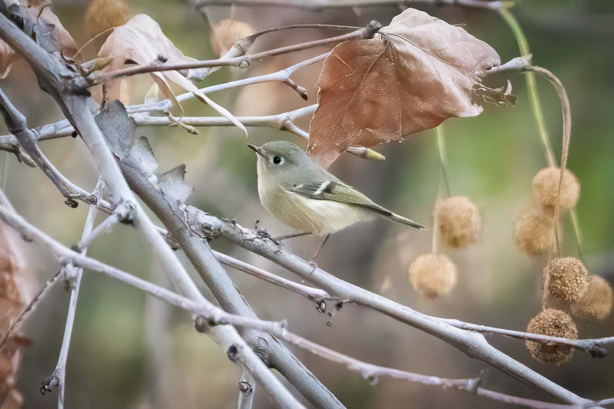 Erregetxo mottogorria - ML647857714