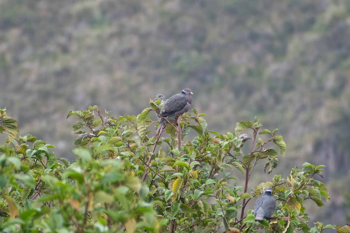 Band-tailed Pigeon (White-necked) - ML647857720