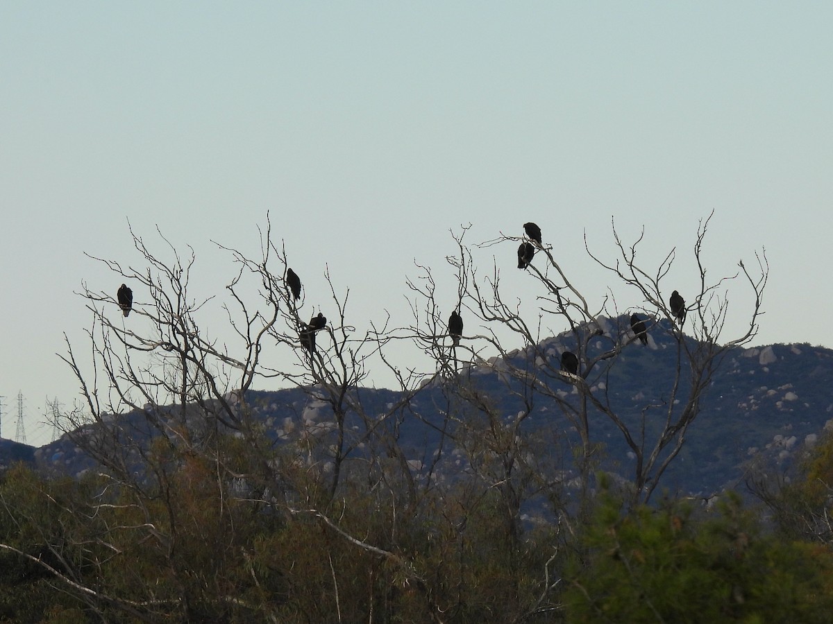 Zopilote indioilarra - ML647857722