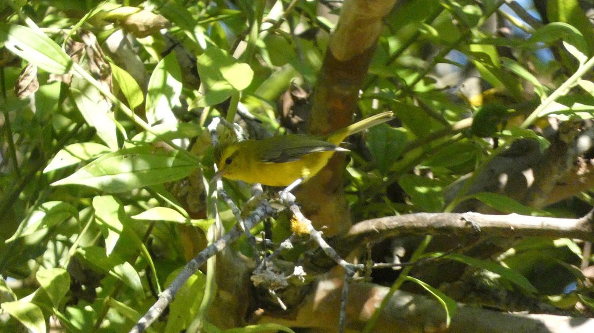 Golden Vireo - ML647857724