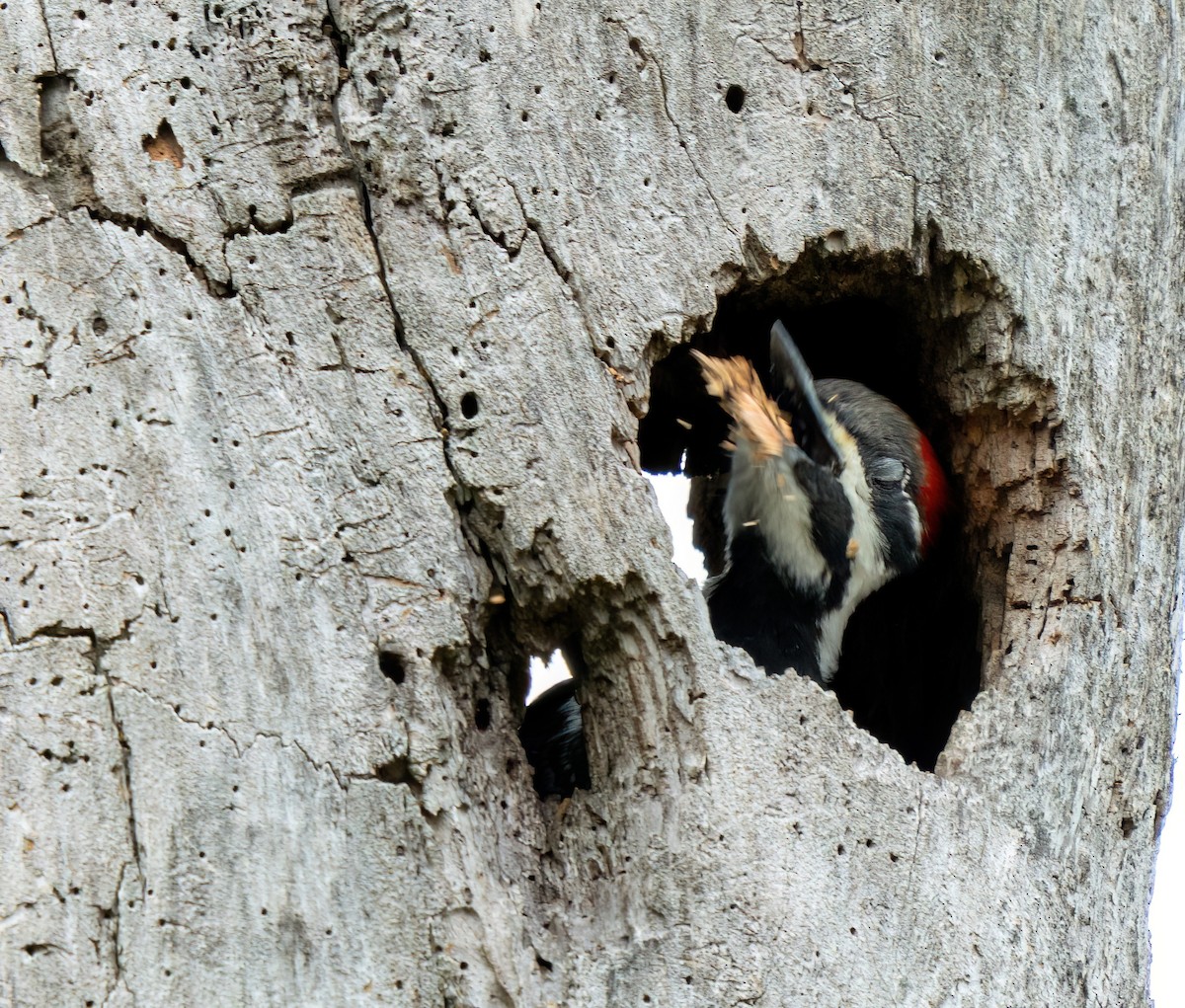Pileated Woodpecker - ML647857725