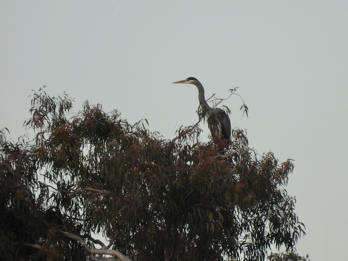 Koartza hauskara amerikarra - ML647857728