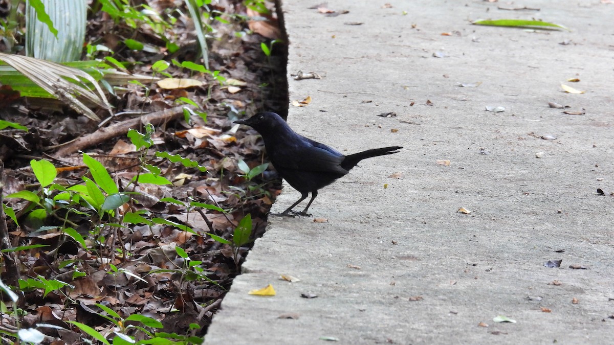 Miaulari beltza - ML647857729