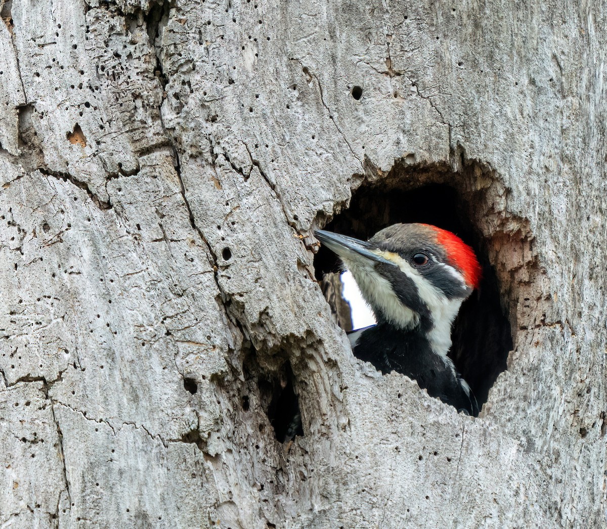 Pileated Woodpecker - ML647857730