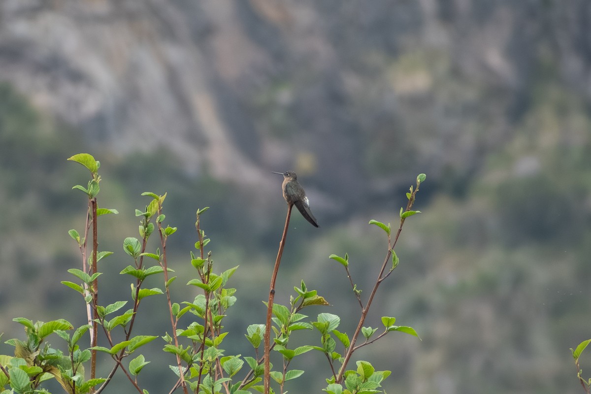 Giant Hummingbird - ML647857731