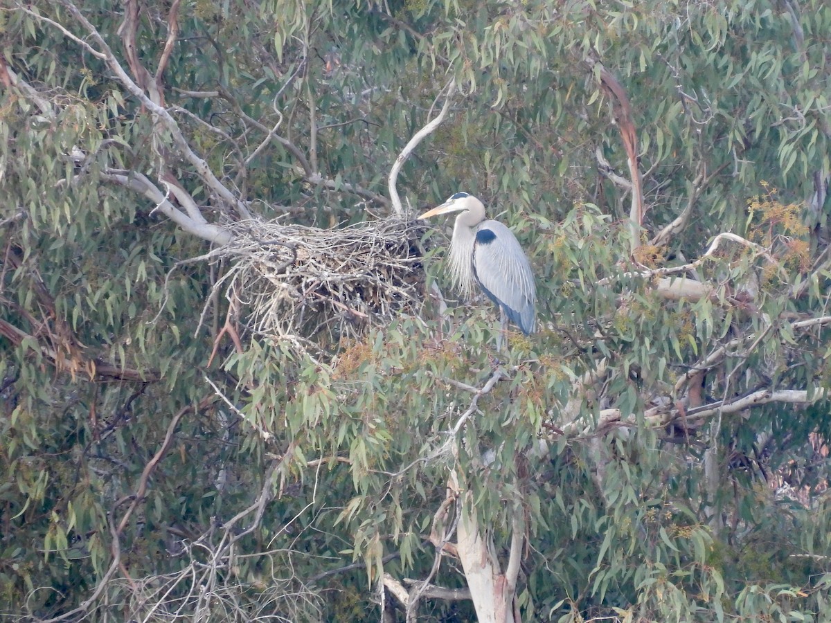 Koartza hauskara amerikarra - ML647857732