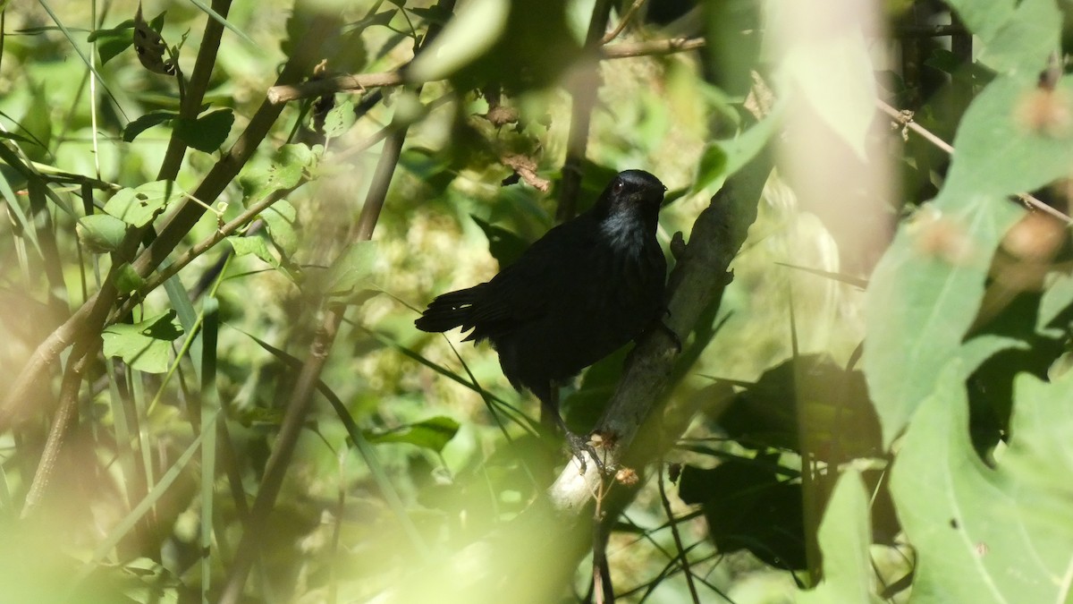 Kuitlakotxe urdina - ML647857733