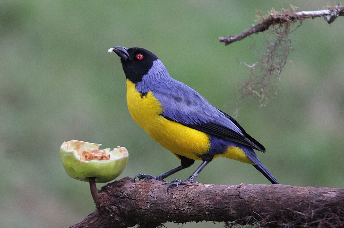 Hooded Mountain Tanager - ML647857734