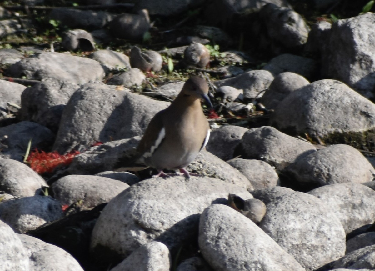 White-winged Dove - ML647857735
