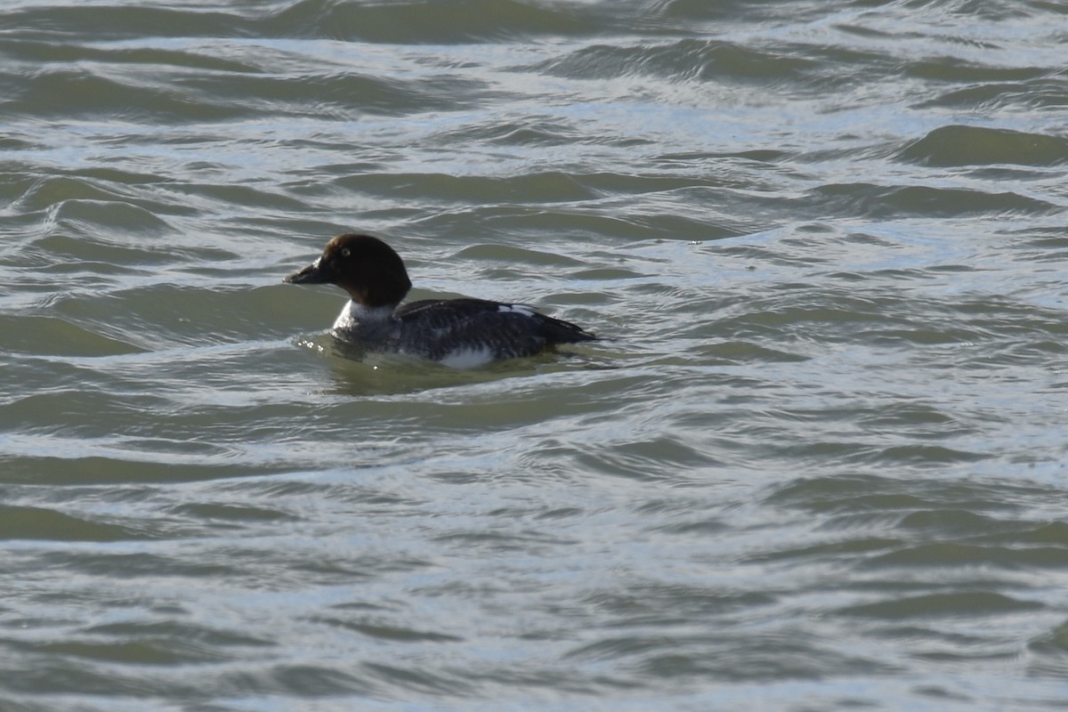 Murgilari urrebegia - ML647857738