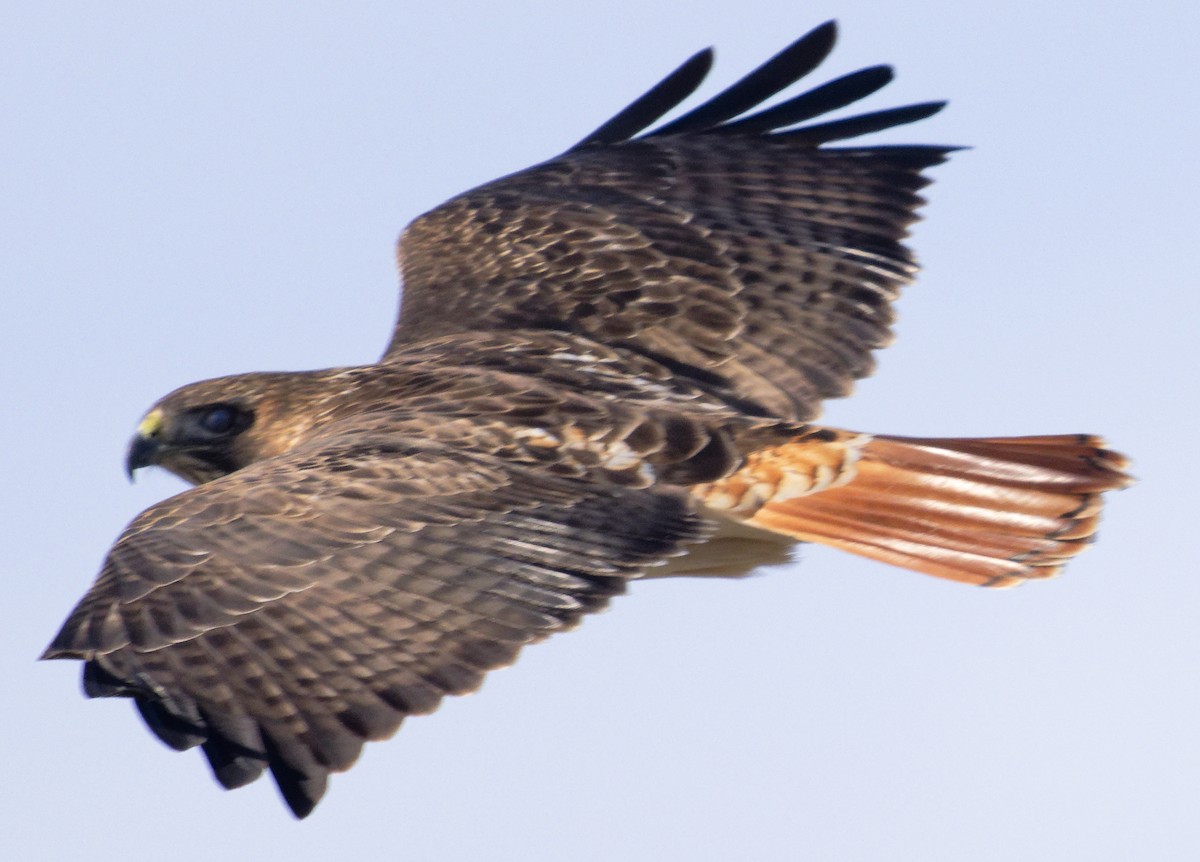 Red-tailed Hawk (borealis) - ML647857745