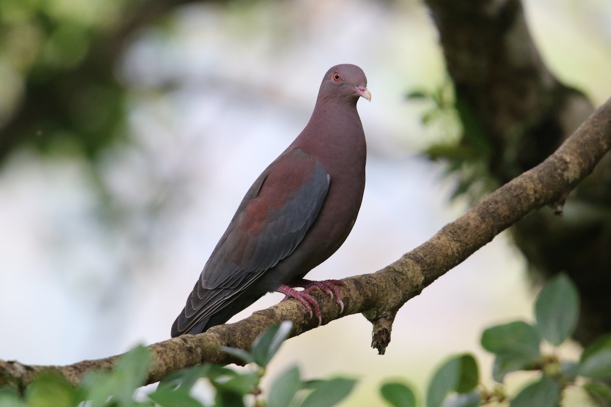 Red-billed Pigeon - ML647857746