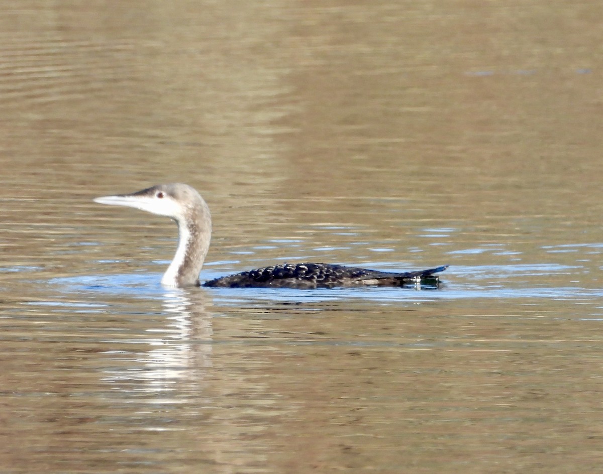 Pacific Loon - ML647857749