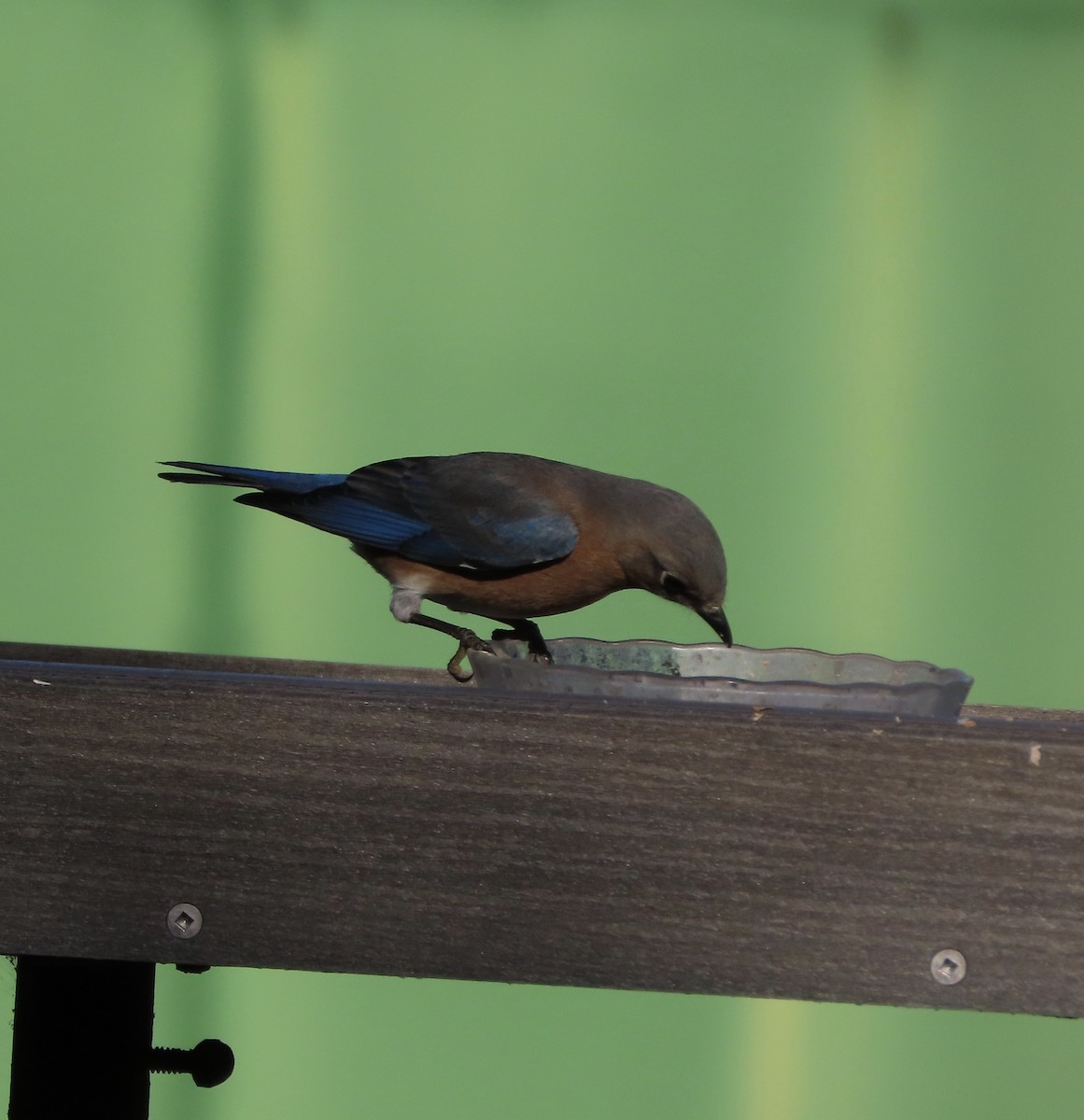 Eastern Bluebird - ML647857789