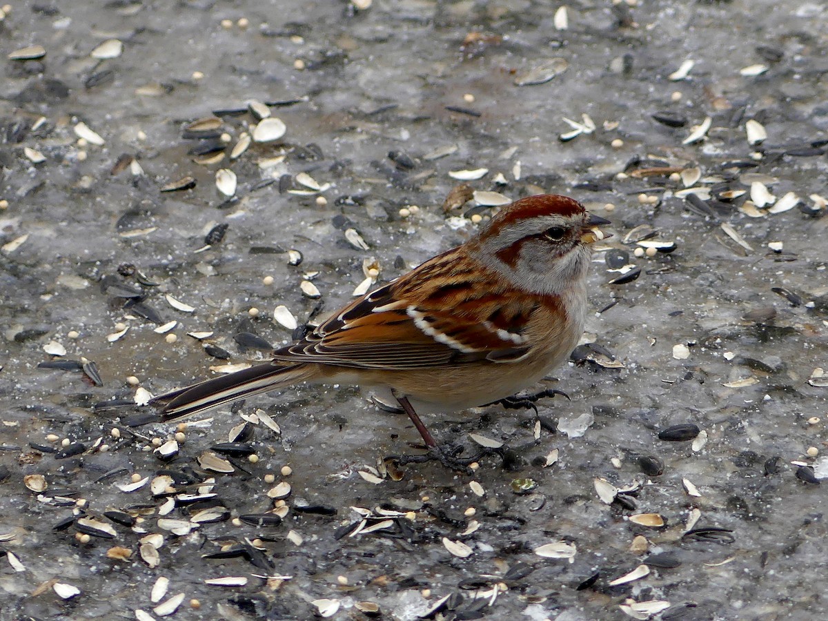 bjørkespurv - ML647857794