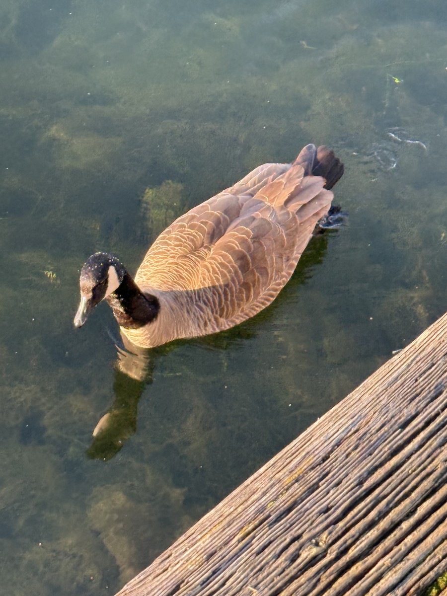 Казарка канадська - ML647857812