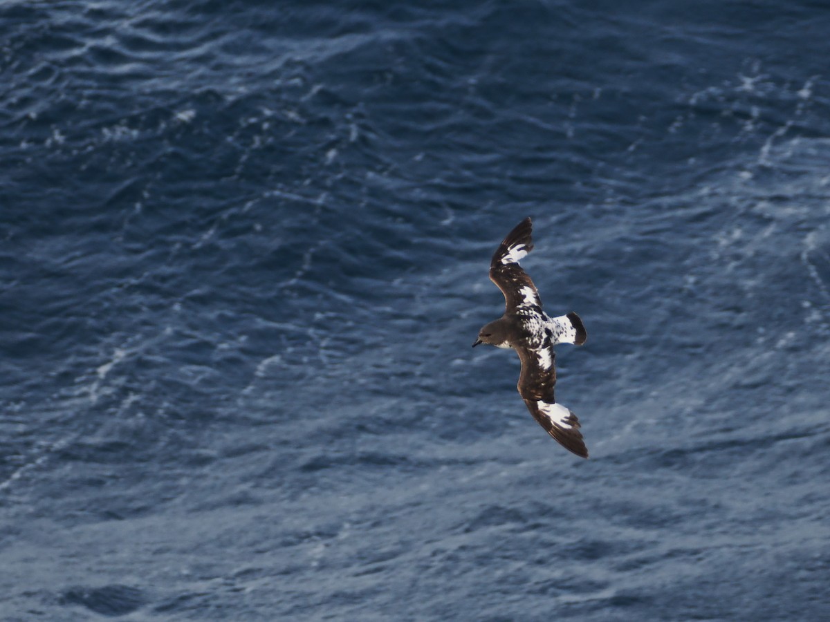 Пінтадо (підвид australe) - ML647857822