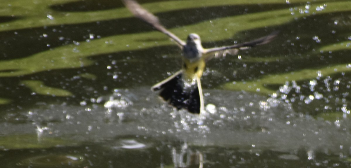 Tyran de l'Ouest - ML647857840