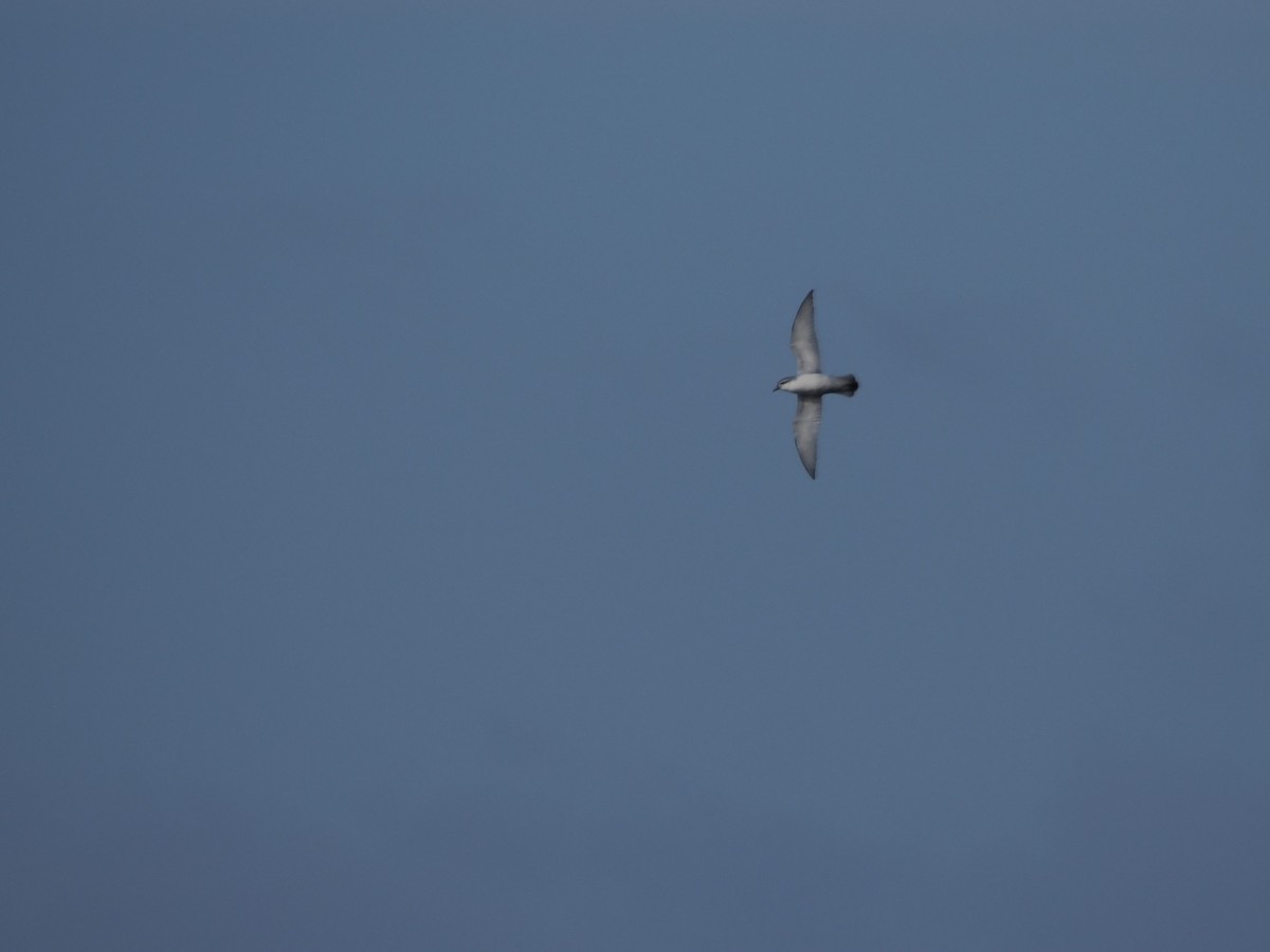 Пріон сніжний - ML647857851