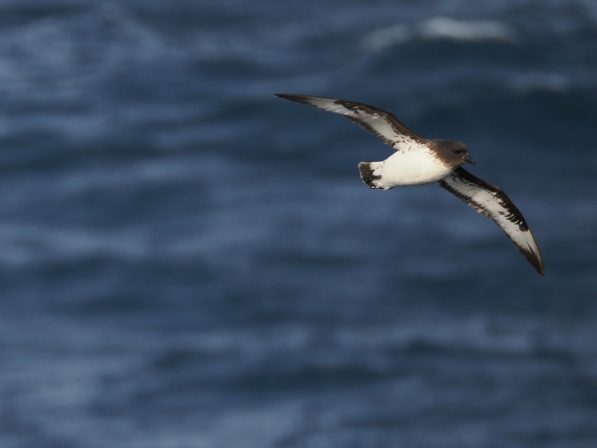 Пінтадо (підвид australe) - ML647857856