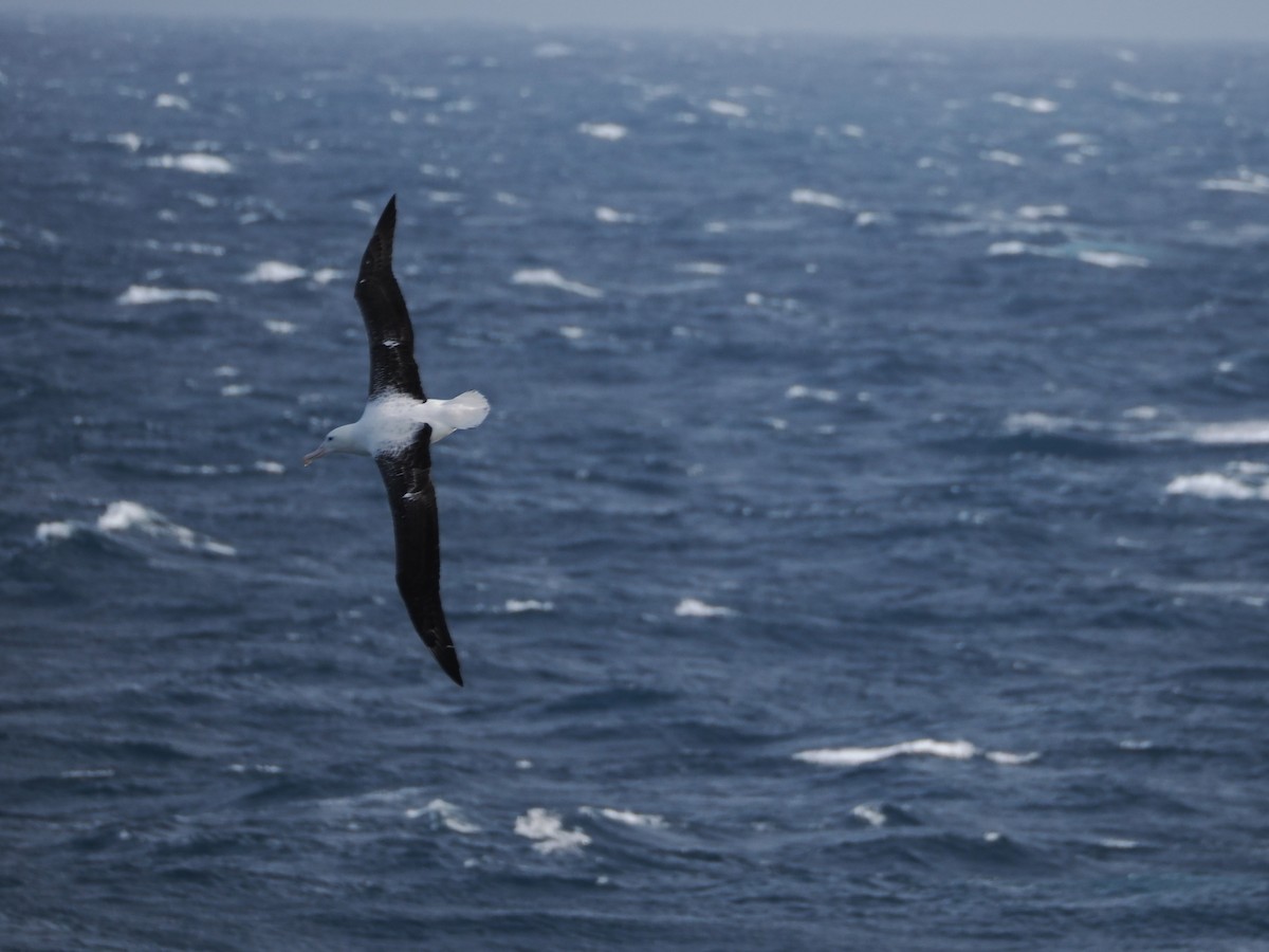 Альбатрос королівський південний - ML647857874