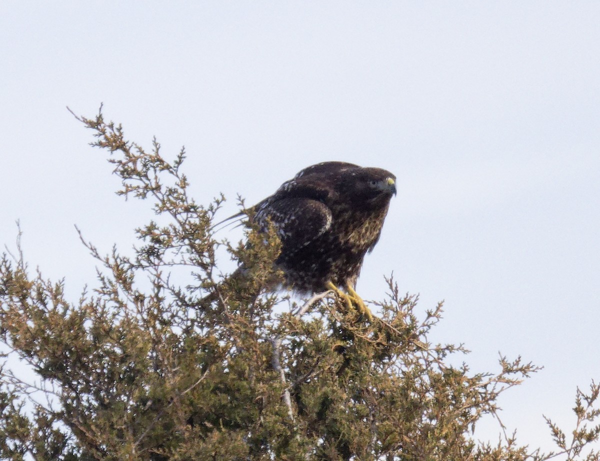 Red-tailed Hawk (Harlan's) - ML647857877