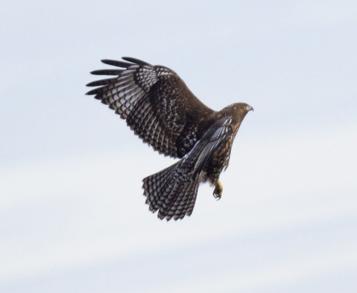 Red-tailed Hawk (Harlan's) - ML647857878