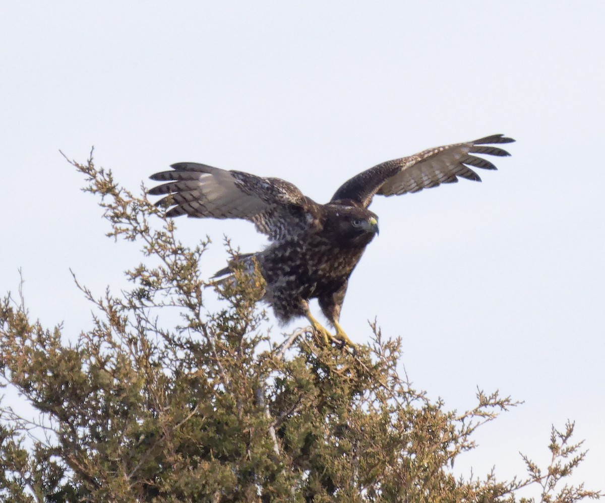 Red-tailed Hawk (Harlan's) - ML647857879