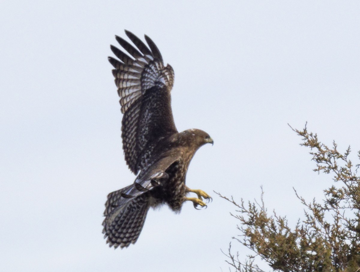 Red-tailed Hawk (Harlan's) - ML647857880